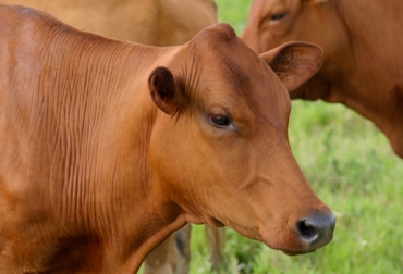 Las razas criollas proporcionan carne de alta calidad, según investigación hecha en Bolivia. Foto: CONtexto Ganadero. razas criollas Colombia