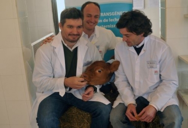 Rosita ISA cumplirá el próximo 9 de abril 3 años de edad. Foto: http://www.laargentinaadiario.com.ar. vaca con genes humanos