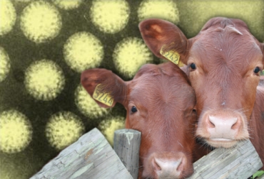 El rotavirus bovino grupo A, RVB-A, es uno de los agentes virales identificados con más frecuencia como los causantes de la diarrea en terneros en todo el mundo. Foto: CONtexto Ganadero. rotavirus bovino
