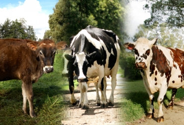 La biodiversidad de Colombia es potencial para enriquecer al sector ganadero de leche. Foto: CONtexto Ganadero. lechería Colombia