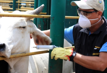OIE resalta el trabajo sanitaria animal del servicio veterinario de Uruguay. Foto: CONtexto Ganadero. trazabilidad bovina