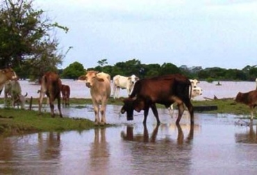 La póliza permitiría a los productores enfrentar con mayor respaldo fenómenos climáticos y patologías bovinas. Foto: CONtexto Ganadero Pólizas de seguros para ganaderos