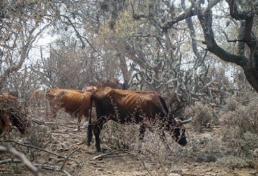 Colombia y Argentina atraviesan por una temporada de verano, por lo que las autoridades piden a los productores tomar medidas de precaución en las fincas. Foto: CONtexto Ganadero. mueren vacas por sequía