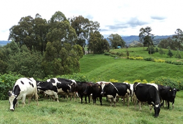 Si el ganado recibe comida con todos los nutrientes, la producción de su leche y carne será de calidad. Foto: Alejandro Avendaño. ganadería intensiva en Argentina
