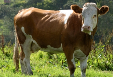 Colombia reconoce el valor de la raza simmental en la reproducción. Foto: CONtexto Ganadero. cruces simmental