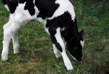 El comportamiento de los animales en su edad adulta es consecuencia de lo que consumieron en sus primeros meses de vida. Foto: CONtexto Ganadero. crianza de terneros