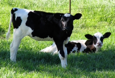 Separar las crías de sus madres en un tiempo prudencial aumenta la producción de leche y carne, según expertos. Foto: CONtexto Ganadero. destete precoz Colombia