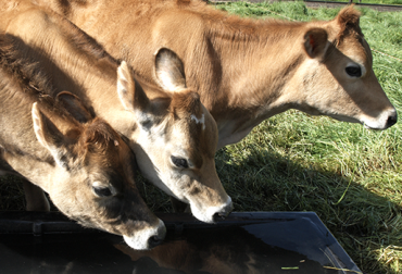 El tipo y cantidad de alimento que se proporcione a las crías y vacas contribuye con la productividad de los hatos. Foto: CONtexto Ganadero. Alimentación adecuada para bovinos