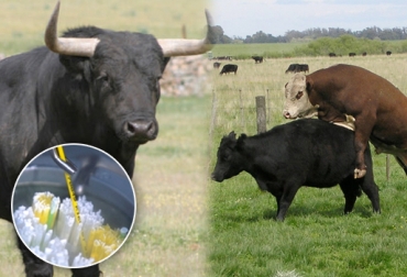 Cada cualidad se analiza con tecnología y expertos en el tema. Foto: CONtexto ganadero. semen toro