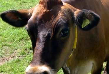 Países con sistemas de trazabilidad animal eficientes son más productivos. Foto: CONtexto Ganadero. trazabilidad animal Colombia