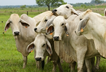 Chinos invertirán USD 20 millones en tecnología para hacer más eficiente el proceso de trazabilidad.Foto: CONtexto Ganadero. Trazabilidad animal Argentina