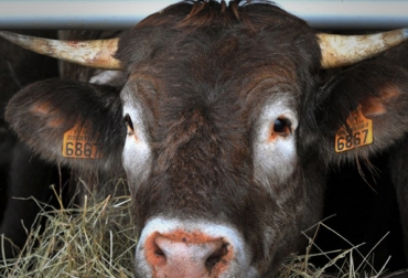 El proceso de trazabilidad animal comienza cuando nace la cría y termina cuando el corte de carne llega a la mesa del cliente. Foto: CONtexto Ganadero. trazabilidad animal
