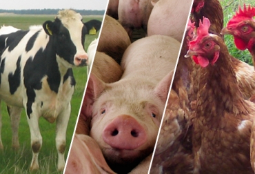 Las carnes de cerdo, bovino y pollo son las más consumidas en el mundo. Foto: CONtexto Ganadero. antibióticos en las carnes