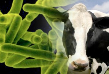 No hay vacunación que erradique la tuberculosis bovina, solo medidas de prevención. Foto: CONtexto Ganadero. tuberculosis bovina