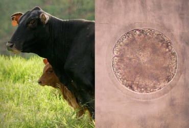 El ADN de los animales contiene información valiosa que permite predecir el comportamiento de los animales. Foto: CONtexto Ganadero. genética bovinos