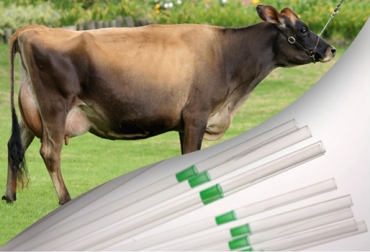Las pajillas de toros con genes de alta calidad se usan para inseminar vacas que producirán leche con más sólidos. Foto: Fedegán. semen toro