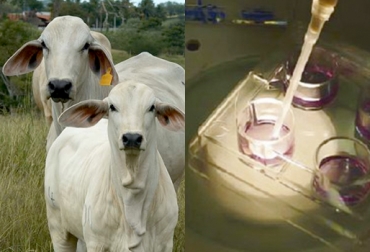 La técnica es cada vez más asequible para los ganaderos en Colombia. Foto: CONtexto Ganadero. fecundación in vitro