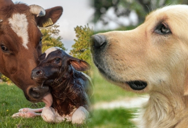 La neosporosis es la enfermedad que ataca al ganado y es transmitada por contacto con agua o pastos contaminados con heces de caninos. Foto: CONtexto Ganadero. neosporosis BOVINA
