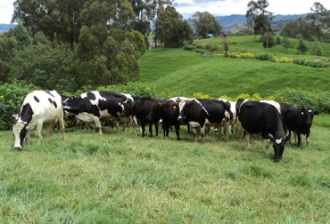 Los sistemas arbóreos en la ganadería reducen la degradación del suelo. Foto: CONtexto Ganadero. sistemas silvopastoriles ganadería