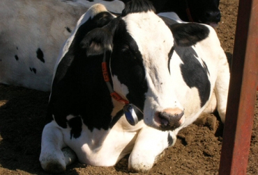 Los animales con tuberculosis bovina se sacrifican y su carne no se puede consumir. Foto: agrowiki.superforo.net. tuberculosis bovina