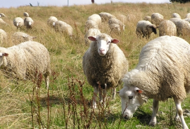 El consumo per cápita anual de carne ovina es de 500 gramos al año en Colombia. Foto: CONtexto Ganadero. ovinos Colombia
