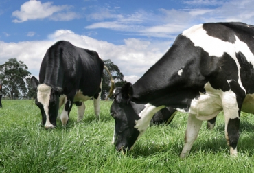 El ganado de leche es más sensible a la patología. Foto: CONtexto Ganadero. Hipomagnesemia