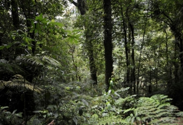 Foto del bosque en Trifinio, una reserva de biósfera compartida por El Salvador, Guatemala y Honduras, en la municipalidad de Concepción Las Minas, departmento de Chiquimula, 220 km al este de Ciudad de Guatemala, el 15 de junio de 2011. Foto: AFP. AYUDA a los bosques de centroamérica