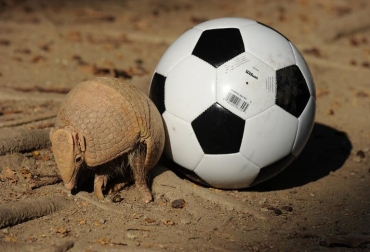 Un armadillo, animal que inspiró la mascota del Mundial Brasil 2014, junto a un balón de fútbol el 18 de setiembre de 2012 en Rio de Janeiro. Foto: AFP/Archivos Vanderlei Almeida. fulco mascota brasil 2014