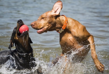 Dos perros juegan en un lago de Gruenewald, al este de Berlin, el 22 de mayo de 2014 bajo temperaturas inusualmente altas. Foto: AFP/Archivos Odd Andersen. los celos de los perros