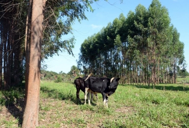 Dos cabezas bovinas pastan en una zona de integración de pasto forestal en Ipameri, en el estado de Goias, el 12 de noviembre de 2013. Foto: AFP. degradación de pastos ganadería