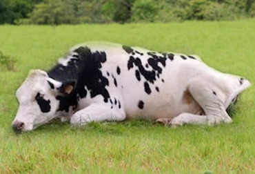 Casos atípicos de mal de vacas loca serán controlados por la Autoridad Europea para la Seguridad Alimentaria. Foto: CONtexto Ganadero. vaca loca