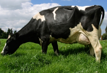 La Unión Europea prohíbe el uso de hormonas en ganaderías de cualquier especie. Foto: CONtexto Ganadero. hormona vacuna