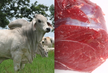 Colombia exportó 33 mil 81 toneladas de carne vacuna en 2013. Foto: CONtexto Ganadero. mal vacas locas Brasil