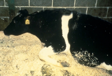 Brasil reportó casos seropositivos de mal de 'vacas locas' en 2010 y 2013. Foto: CONtexto Ganadero. mal de vacas locas