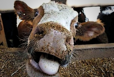 Argentina sería el segundo país suramericano en padecer mal de 'vaca loca' en este 2014. Foto: CONtexto Ganadero. mal de vaca loca