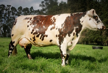 Las reses tienen comportamientos que las hacen únicas. Foto: CONtexto Ganadero. curiosidades de las vacas