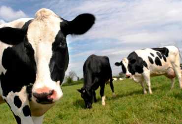 El mejoramiento genético permite aumentar el hato ganadero, y más allá, mejorar la producción de leche y carne. Foto: CONtexto Ganadero. mejoramiento genético en Colombia y Honduras