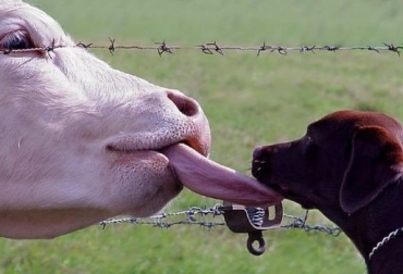 Luego de leer estas curiosidades queda demostrado que las vacas no solo comen pasto. Foto: Tomada de Internet. curiosidades vacas