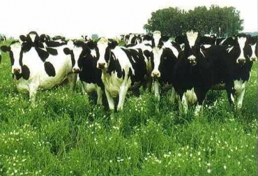 La Organización Mundial de Salud Animal (OIE, por sus siglas en inglés) ratificó a Brasil como un país con "riesgo insignificante"./Foto: Fedegán
