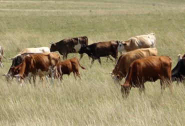 Rep. Dominicana deberá ser en 10 meses un importante exportador de carne. Foto: CONtexto Ganadero. Ganado en República Dominicana