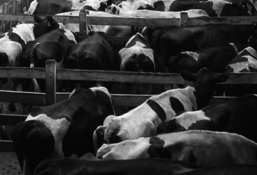 El trato dado al animal en el predio, medio de transporte y planta de beneficio incide en la calidad de la carne que se consume. La Foto: CONtexto Ganadero. bienestar de animales en Colombia