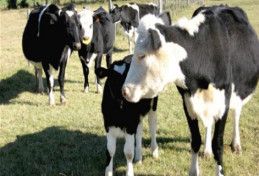 Entre enero y noviembre de 2012, Brasil exportó a Venezuela carne vacuna por un valor de US$ 388 millones. Foto: Cortesía El Heraldo Las exportaciones de ganado entre Brasil y Venezuela se mantienen