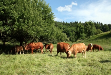 El Gobierno argentino sigue acompañando al sector productivo. Foto: CONtexto Ganadero Vacas y hatos en Argentina