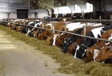 Una comisión científica señaló que la cuestión volvería a ser analizada por solicitud de Brasil. Foto: Carnetec Vacas locas en Brasil