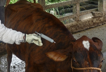 Prohiben venta y comercialización de medicamentos veterinarios en Perú. Foto: CONtexto Ganadero. antibióticos veterinarios prohibidos en Colombia