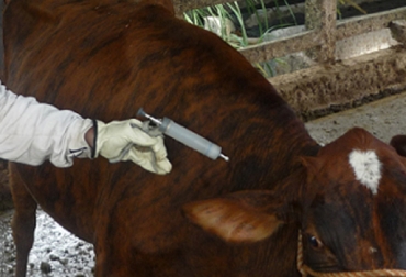 Colombia es libre de fiebre aftosa con vacunación desde 2009. Foto: CONtexto Ganadero. OIE reconoce a Perú como país libre de fiebre aftosa sin vacunación