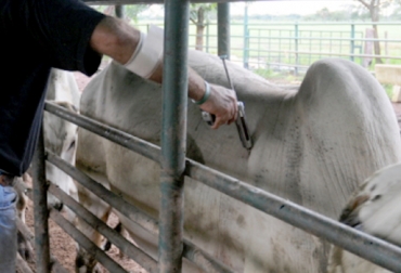 Colombia es país libre de fiebre aftosa con vacunación. Foto: CONtexto Ganadero. fiebre aftosa bovina