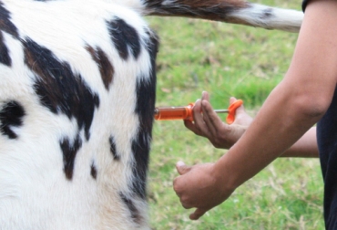 Varios países trabajan en la erradicación de la tuberculosis bovina. Foto: CONtexto Ganadero. tuberculosis bovina en España y Colombia