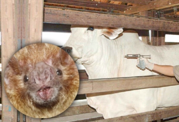 La rabia paralítica ataca a animales y humanos. Se previene con vacunación. Foto: CONtexto Ganadero. rabia bovina Colombia