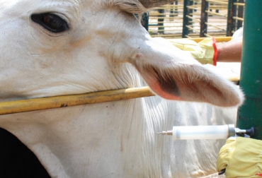 Conozca los puntos esenciales a considerar para tener un hato libre de enfermedades. Foto: CONtexto Ganadero. bioseguridad bovina